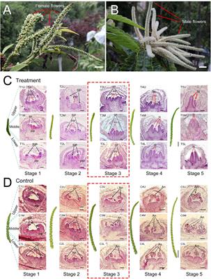 Dynamic cytological and transcriptomic analyses provide novel insights into the mechanisms of sex determination in Castanea henryi